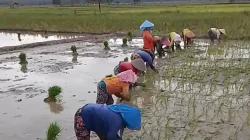 Kemarau Mengintai, Maros Perkuat Strategi Air dan Pola Tanam Demi Jaga Produksi Padi