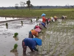 Kemarau Mengintai, Maros Perkuat Strategi Air dan Pola Tanam Demi Jaga Produksi Padi